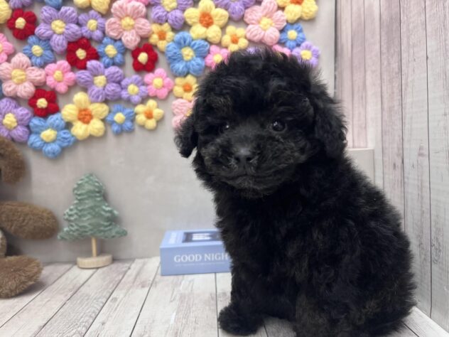 岡山県のトイプードル(トイ) (ワンキャラット アミーゴ高屋店/2025年10月24日生まれ/男の子/ブリンドル)の子犬の2枚目の画像