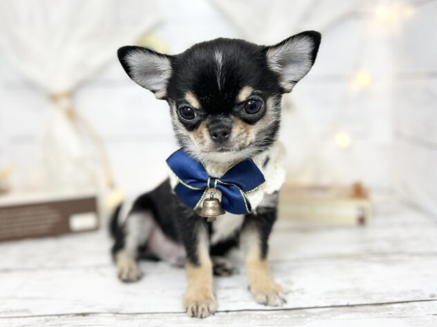 香川県のチワワ(ロング) (ワンキャラット アミーゴ屋島店/2025年10月3日生まれ/男の子/ブラックタンホワイト)の子犬の1枚目の画像