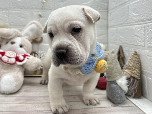 岡山県のハーフ犬・ミックス犬 (ワンキャラット アミーゴ岡南店/2025年9月12日生まれ/男の子/ホワイト)の子犬の3枚目の画像