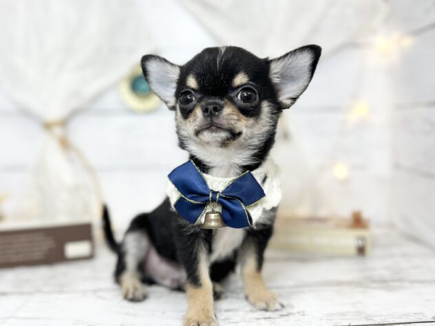 香川県のチワワ(ロング) (ワンキャラット アミーゴ屋島店/2025年10月3日生まれ/男の子/ブラックタンホワイト)の子犬の3枚目の画像