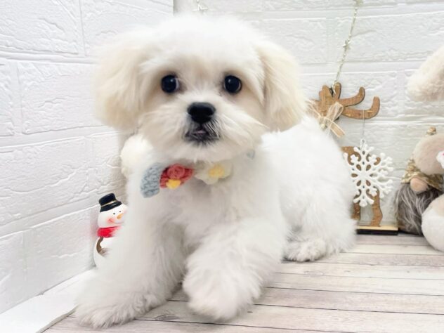 岡山県のハーフ犬・ミックス犬 (ワンキャラット アミーゴ岡南店/2025年7月31日生まれ/女の子/ホワイト)の子犬の1枚目の画像