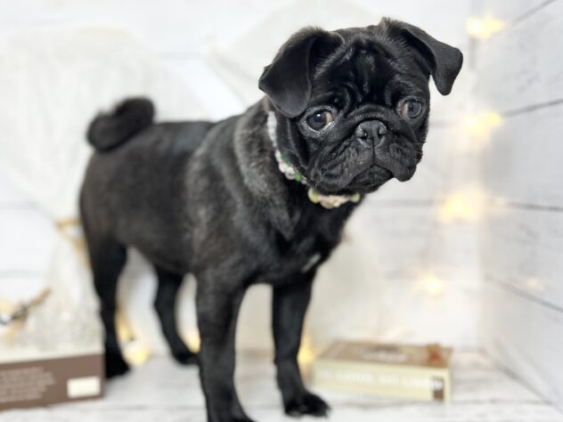香川県のパグ (ワンキャラット アミーゴ屋島店/2025年7月24日生まれ/女の子/ブラック)の子犬の3枚目の画像