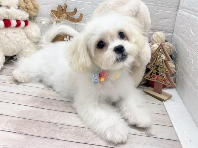 岡山県のハーフ犬・ミックス犬 (ワンキャラット アミーゴ岡南店/2025年7月31日生まれ/女の子/ホワイト)の子犬の3枚目の画像