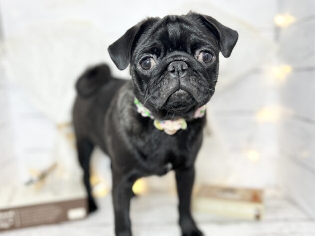 香川県のパグ (ワンキャラット アミーゴ屋島店/2025年7月24日生まれ/女の子/ブラック)の子犬の1枚目の画像