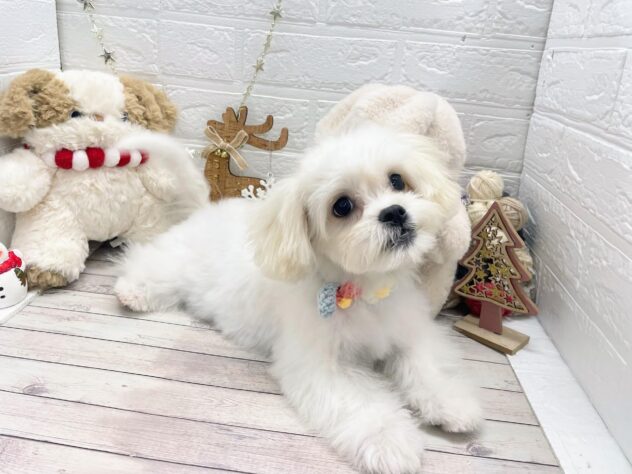 岡山県のハーフ犬・ミックス犬 (ワンキャラット アミーゴ岡南店/2025年7月31日生まれ/女の子/ホワイト)の子犬の2枚目の画像