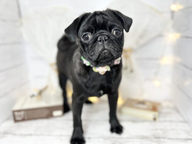 香川県のパグ (ワンキャラット アミーゴ屋島店/2025年7月24日生まれ/女の子/ブラック)の子犬の2枚目の画像