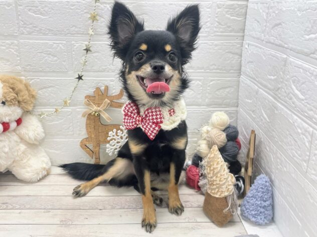 岡山県のチワワ(ロング) (ワンキャラット アミーゴ岡南店/2025年5月14日生まれ/女の子/ブラックタン)の子犬の2枚目の画像