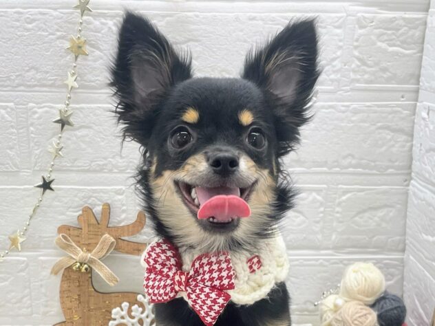 岡山県のチワワ(ロング) (ワンキャラット アミーゴ岡南店/2025年5月14日生まれ/女の子/ブラックタン)の子犬の1枚目の画像