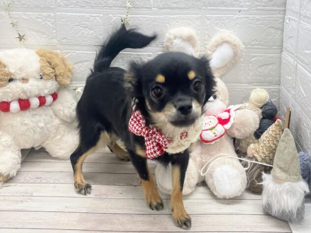 岡山県のチワワ(ロング) (ワンキャラット アミーゴ岡南店/2025年5月14日生まれ/女の子/ブラックタン)の子犬の3枚目の画像