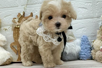 岡山県のハーフ犬・ミックス犬 (ワンキャラット アミーゴ岡南店/2025年10月5日生まれ/女の子/クリーム)の子犬の1枚目の画像