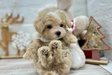 岡山県のハーフ犬・ミックス犬 (ワンキャラット アミーゴ岡南店/2025年10月5日生まれ/女の子/クリーム)の子犬の3枚目の画像