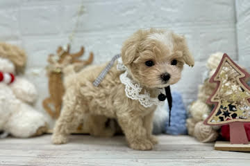 岡山県のハーフ犬・ミックス犬 (ワンキャラット アミーゴ岡南店/2025年10月5日生まれ/女の子/クリーム)の子犬の2枚目の画像