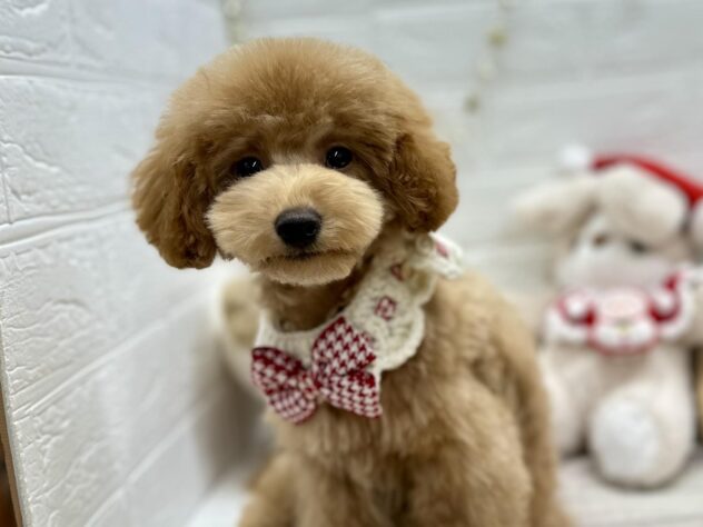 岡山県のトイプードル(トイ) (ワンキャラット アミーゴ岡南店/2025年8月3日生まれ/女の子/オレンジフォーン)の子犬の1枚目の画像