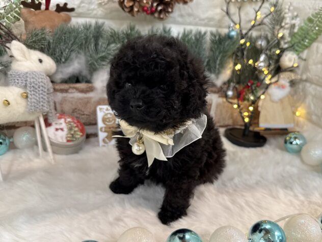 兵庫県のトイプードル(トイ) (ワンキャラット アミーゴ姫路花田店/2025年10月28日生まれ/男の子/ブラック)の子犬の4枚目の画像
