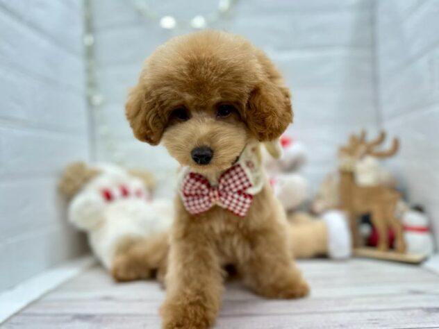 岡山県のトイプードル(トイ) (ワンキャラット アミーゴ岡南店/2025年8月3日生まれ/女の子/オレンジフォーン)の子犬の2枚目の画像