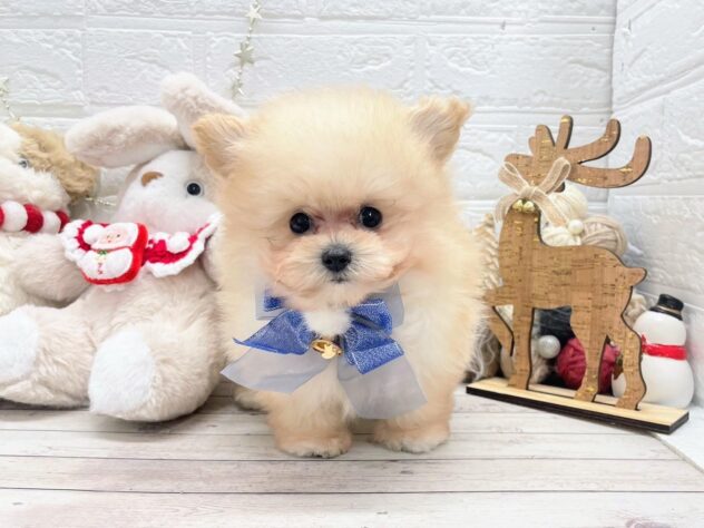 岡山県のハーフ犬・ミックス犬 (ワンキャラット アミーゴ岡南店/2025年10月2日生まれ/男の子/クリーム)の子犬の1枚目の画像