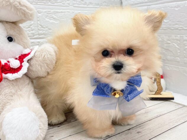 岡山県のハーフ犬・ミックス犬 (ワンキャラット アミーゴ岡南店/2025年10月2日生まれ/男の子/クリーム)の子犬の2枚目の画像