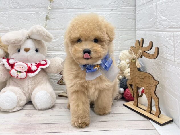 岡山県のトイプードル(トイ) (ワンキャラット アミーゴ岡南店/2025年10月11日生まれ/男の子/ペールフォーン)の子犬の2枚目の画像