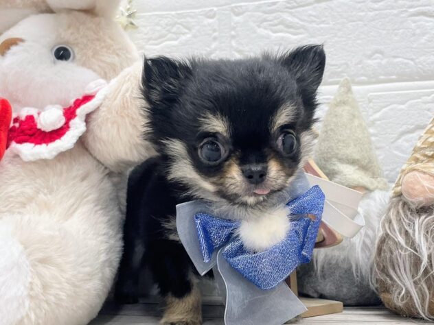 岡山県のチワワ(ロング) (ワンキャラット アミーゴ岡南店/2025年10月9日生まれ/男の子/ブラッククリーム)の子犬