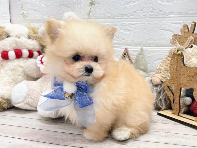 岡山県のハーフ犬・ミックス犬 (ワンキャラット アミーゴ岡南店/2025年10月2日生まれ/男の子/クリーム)の子犬の3枚目の画像