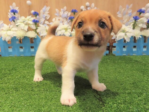 兵庫県のジャックラッセルテリア (アミーゴ伊丹店/2025年10月9日生まれ/男の子/タンホワイト)の子犬