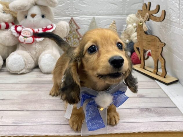 岡山県のカニンヘンダックスフンド(ロング) (ワンキャラット アミーゴ岡南店/2025年10月16日生まれ/男の子/レッド)の子犬の2枚目の画像