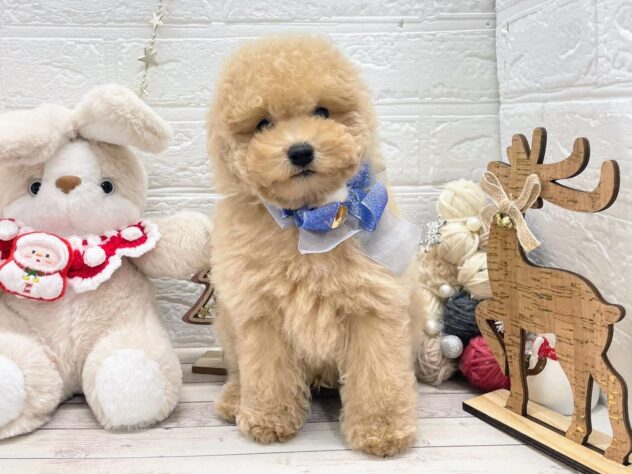 岡山県のトイプードル(トイ) (ワンキャラット アミーゴ岡南店/2025年10月11日生まれ/男の子/ペールフォーン)の子犬の1枚目の画像