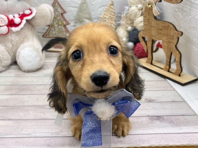 岡山県のカニンヘンダックスフンド(ロング) (ワンキャラット アミーゴ岡南店/2025年10月16日生まれ/男の子/レッド)の子犬の1枚目の画像