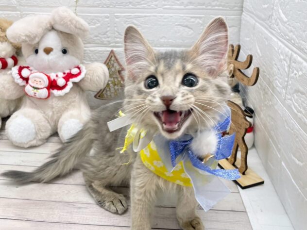 岡山県のソマリ (ワンキャラット アミーゴ岡南店/2025年9月21日生まれ/男の子/ブルー)の子猫の2枚目の画像