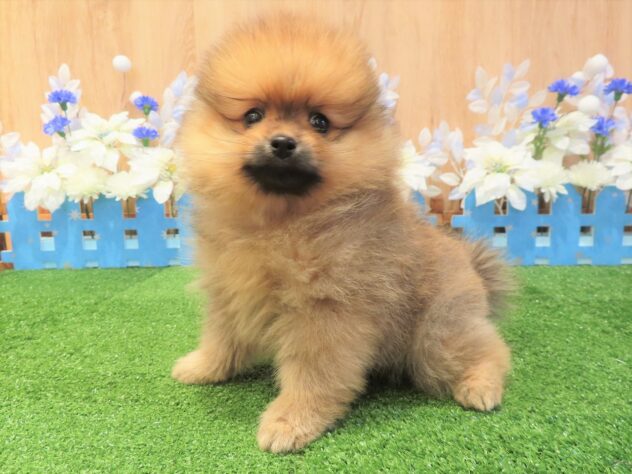 兵庫県のポメラニアン (アミーゴ伊丹店/2025年10月9日生まれ/男の子/オレンジ)の子犬