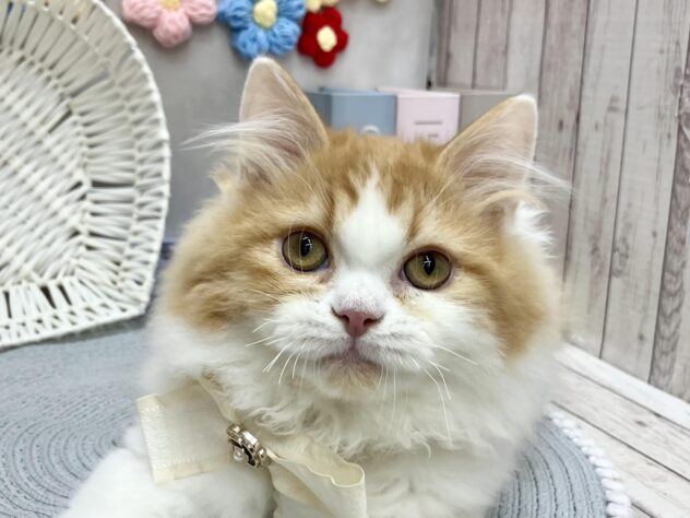 岡山県のラガマフィン (ワンキャラット アミーゴ高屋店/2025年9月21日生まれ/男の子/レッドタビーホワイト)の子猫の1枚目の画像