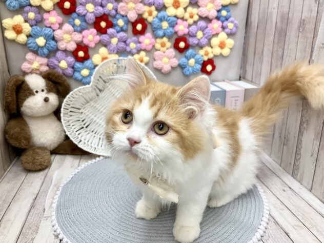 岡山県のラガマフィン (ワンキャラット アミーゴ高屋店/2025年9月21日生まれ/男の子/レッドタビーホワイト)の子猫の2枚目の画像