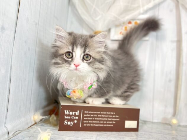 香川県のミヌエット (ワンキャラット アミーゴ屋島店/2025年9月21日生まれ/女の子/ブルータビーホワイト)の子猫の1枚目の画像