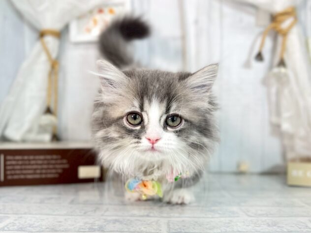 香川県のミヌエット (ワンキャラット アミーゴ屋島店/2025年9月21日生まれ/女の子/ブルータビーホワイト)の子猫の2枚目の画像