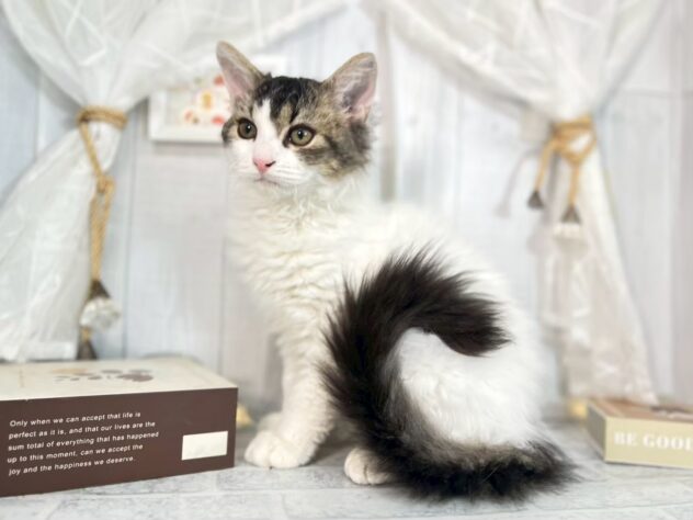 香川県のセルカークレックス (ワンキャラット アミーゴ屋島店/2025年8月24日生まれ/女の子/ブラウンティックドタビーホワイト)の子猫