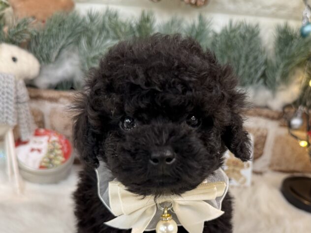 兵庫県のトイプードル(トイ) (ワンキャラット アミーゴ姫路花田店/2025年10月28日生まれ/男の子/ブラック)の子犬の1枚目の画像