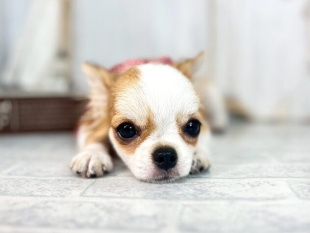 香川県のチワワ(ロング) (ワンキャラット アミーゴ屋島店/2025年7月17日生まれ/女の子/レッドホワイト)の子犬の2枚目の画像