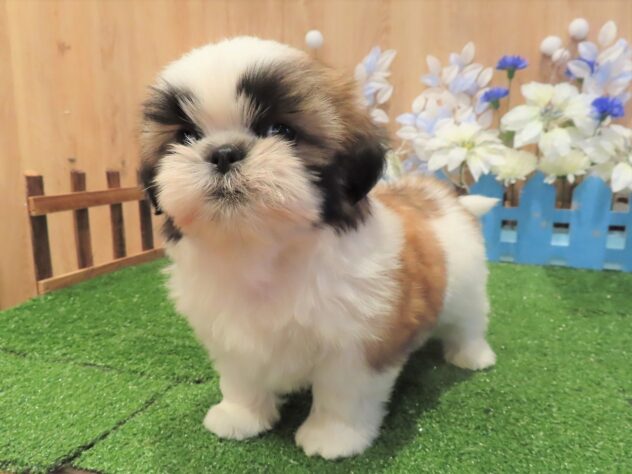 兵庫県のシーズー (アミーゴ伊丹店/2025年10月8日生まれ/女の子/ホワイトゴールド)の子犬の2枚目の画像