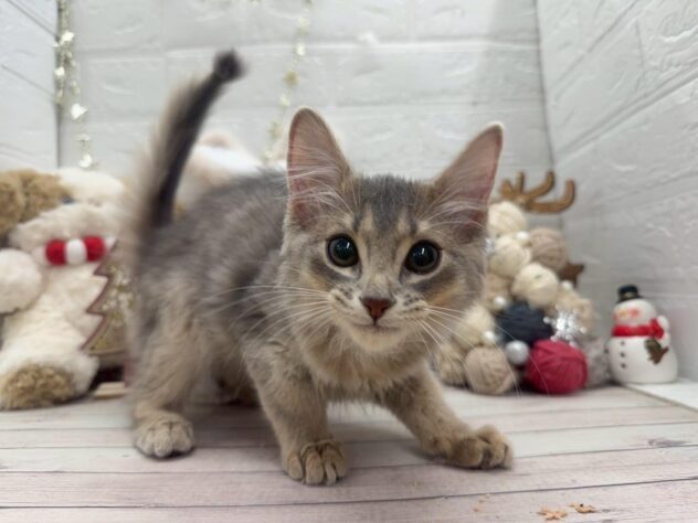 岡山県のソマリ (ワンキャラット アミーゴ岡南店/2025年9月21日生まれ/男の子/ブルー)の子猫