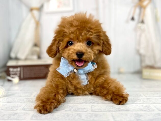 香川県のトイプードル(トイ) (ワンキャラット アミーゴ屋島店/2025年7月28日生まれ/男の子/オレンジフォーン)の子犬