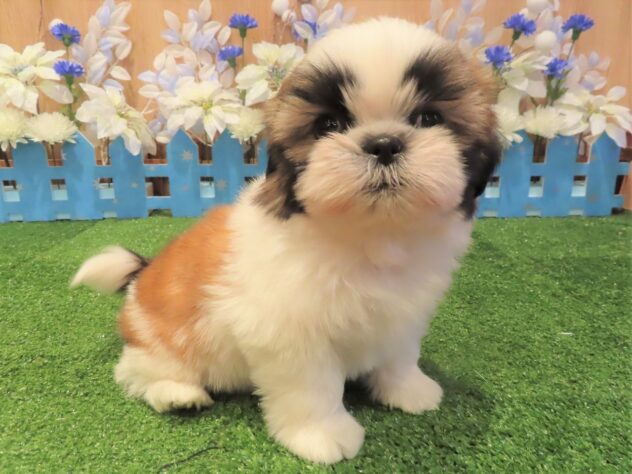 兵庫県のシーズー (アミーゴ伊丹店/2025年10月8日生まれ/女の子/ホワイトゴールド)の子犬の1枚目の画像