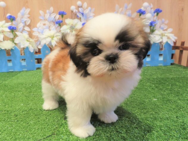 兵庫県のシーズー (アミーゴ伊丹店/2025年10月8日生まれ/女の子/ホワイトゴールド)の子犬の3枚目の画像