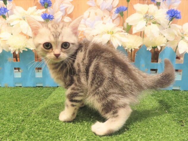 兵庫県のアメリカンショートヘアー (アミーゴ伊丹店/2025年10月7日生まれ/男の子/シルバータビー)の子猫の2枚目の画像