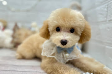 岡山県のトイプードル(トイ) (ワンキャラット アミーゴ岡南店/2025年8月18日生まれ/男の子/オレンジフォーン)の子犬の1枚目の画像