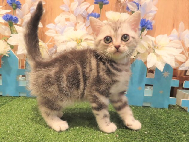 兵庫県のアメリカンショートヘアー (アミーゴ伊丹店/2025年10月7日生まれ/男の子/シルバータビー)の子猫の1枚目の画像