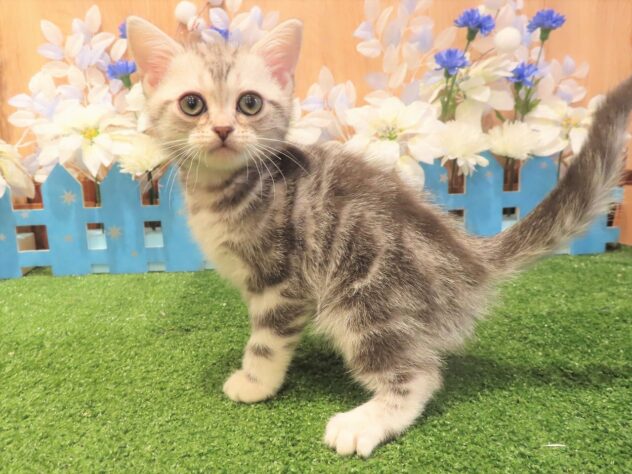 兵庫県のアメリカンショートヘアー (アミーゴ伊丹店/2025年10月7日生まれ/男の子/シルバータビー)の子猫の3枚目の画像