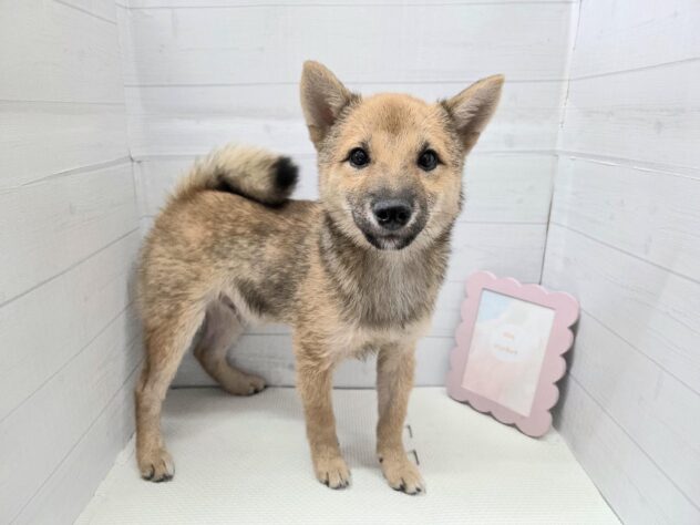 愛媛県の豆柴 (アミーゴ新居浜店/2025年7月10日生まれ/男の子/赤)の子犬の3枚目の画像