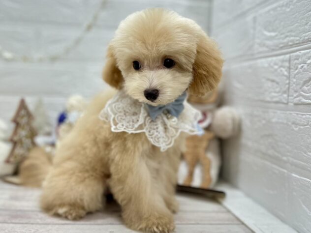 岡山県のトイプードル(トイ) (ワンキャラット アミーゴ岡南店/2025年8月18日生まれ/男の子/オレンジフォーン)の子犬の2枚目の画像