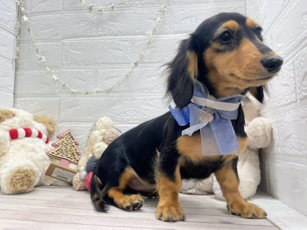 岡山県のミニチュアダックスフンド(ロング) (ワンキャラット アミーゴ岡南店/2025年8月7日生まれ/女の子/ブラックホワイトタン)の子犬の3枚目の画像