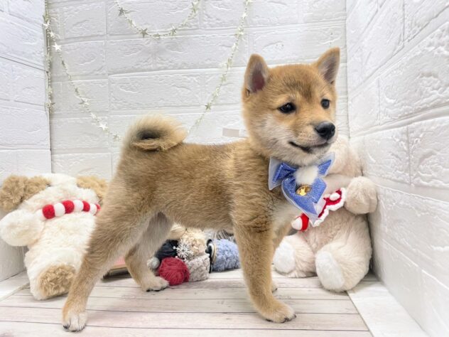 岡山県の豆柴 (ワンキャラット アミーゴ岡南店/2025年9月16日生まれ/女の子/赤)の子犬の2枚目の画像